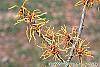 Hamamelis x intermedia 'Aphrodite' flowers