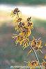 Hamamelis x intermedia 'Iwadoo' flowers
