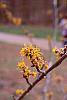 Hamamelis x 'Brevipetala' flowers