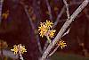 Hamamelis x 'Brevipetala' flowers