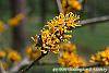 Hamamelis x 'Brevipetala' flowers