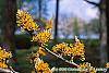 Hamamelis x 'Brevipetala' flowers