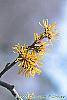 Hamamelis x 'Brevipetala' flowers
