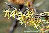 Hamamelis vernalis flowers