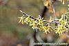 Hamamelis vernalis flowers