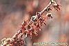 Hamamelis vernalis flowers