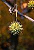 Liquidambar styraciflua fruit
