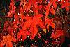 Liquidambar styraciflua fall color