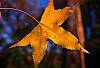 Liquidambar styraciflua fall color