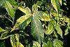 Liquidambar styraciflua 'Gold Dust' leaves