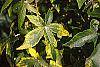 Liquidambar styraciflua 'Gold Dust' leaves