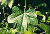 Liquidambar styraciflua 'Rotundifolia' leaves