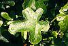 Liquidambar styraciflua 'Rotundifolia' leaves