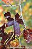 Liquidambar styraciflua 'Rotundifolia' fall color