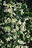 Loropetalum chinense flowers