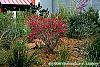 Loropetalum chinense var. rubrum 'Zhuzhou Fuschia' habit
