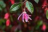 Loropetalum chinense var. rubrum 'Zhuzhou Fuschia' flowers