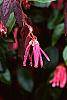 Loropetalum chinense var. rubrum 'Zhuzhou Fuschia' flowers