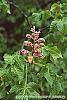 Aesculus x carnea 'Briotii' flowers