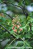 Aesculus x carnea 'Briotii' flowers