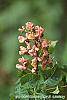 Aesculus x carnea 'Briotii' flowers