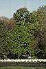 Aesculus glabra habit