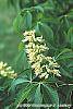 Aesculus glabra flowers