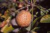Aesculus glabra fruit