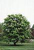 Aesculus hippocastanum habit