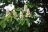 Aesculus hippocastanum flowers