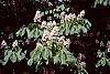 Aesculus hippocastanum 'Baumannii' flowers