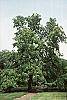 Aesculus octandra habit