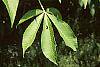 Aesculus octandra leaves