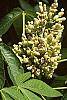 Aesculus octandra flowers