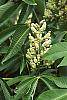 Aesculus octandra flowers