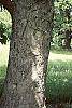 Aesculus octandra bark