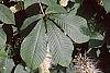 Aesculus parviflora leaves