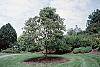 Aesculus pavia habit