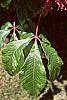 Aesculus pavia leaves