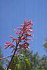 Aesculus pavia flowers