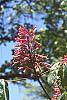 Aesculus pavia flowers