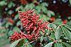 Aesculus pavia flowers