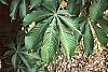 Aesculus turbinata leaves