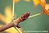 Aesculus turbinata stems