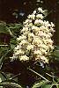 Aesculus turbinata flowers