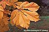 Aesculus turbinata fall color