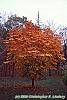 Aesculus turbinata fall color