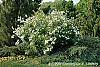 Deutzia x lemoinei 'Compacta' habit