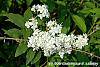 Deutzia x lemoinei 'Compacta' flowers
