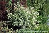 Deutzia parviflora